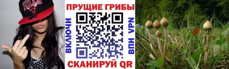 Псилоцибиновые грибы прущие грибы  Курганинск 
